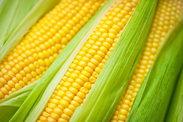 Corn variety