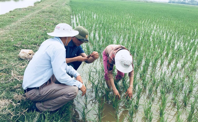 08-52-30_kiem_tr_tinh_hinh_pht_sinh_ry_tren_lu_ti_x_hong_thnh_huyen_yen_thnh