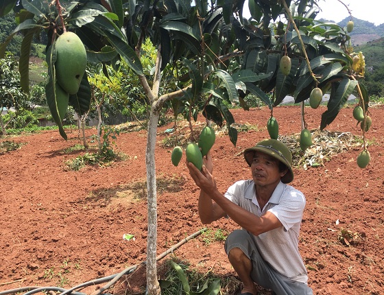 bo nghe moc ve trong xoai dai loan, lai 120 trieu moi nam hinh anh 1