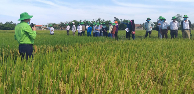 ADI 28 là giống lúa thuần năng suất, chất lượng cao do ADI sản xuất, được Bộ NN-PTNT công nhận chính thức giống cây trồng nông nghiệp mới vào năm 2018. Ảnh: Trọng Hiểu.